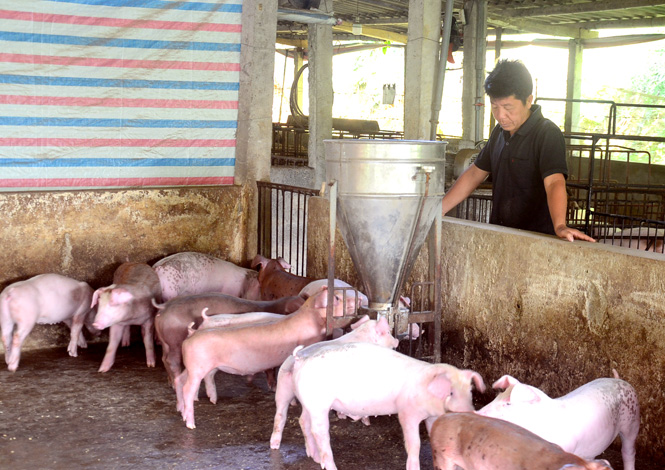 Tuyen Quang steps up re-investment in animal husbandry