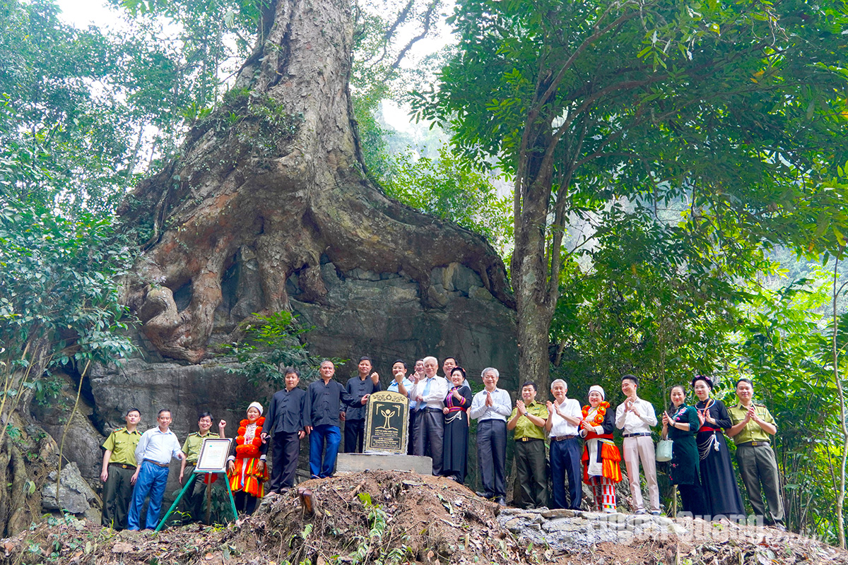 Three parapentace tonkinensis trees in Tuyen Quang recognised as national heritage tree