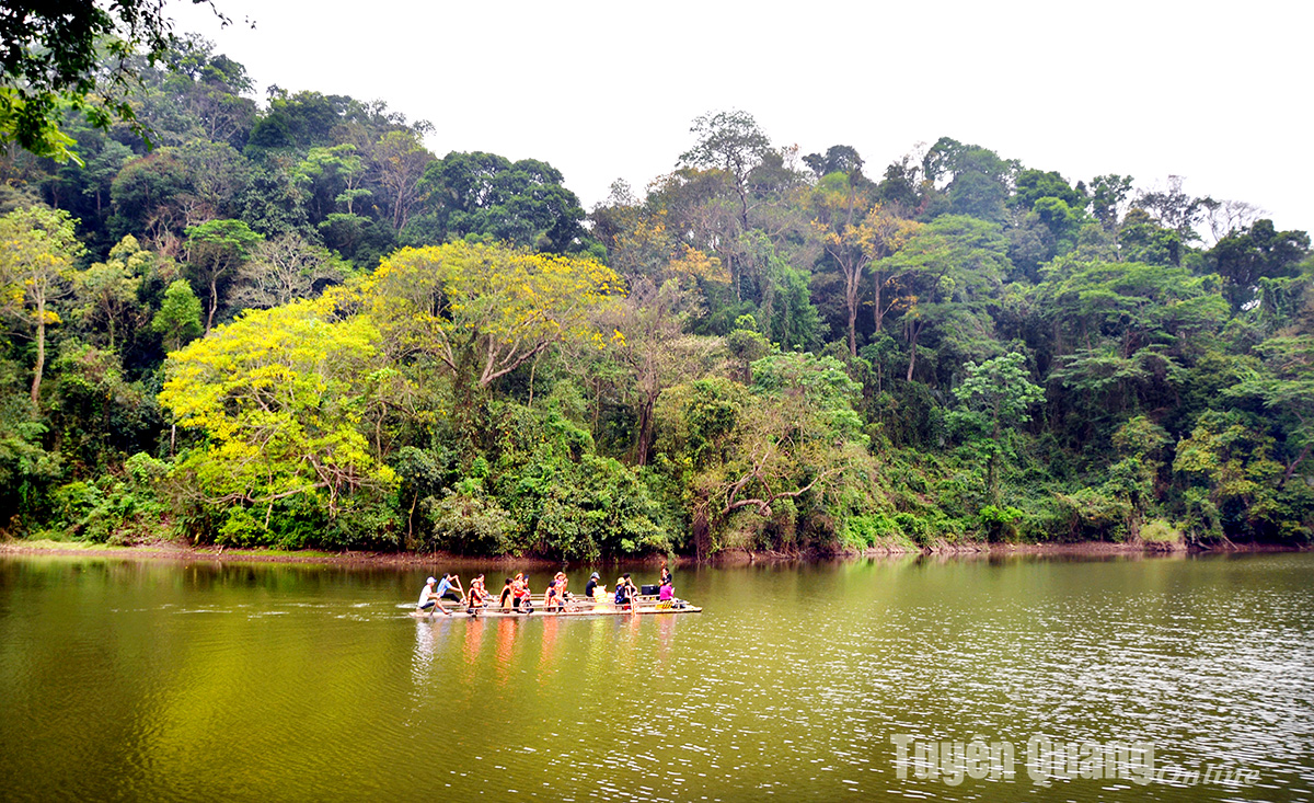 Experiencing the Tan Trao forest
