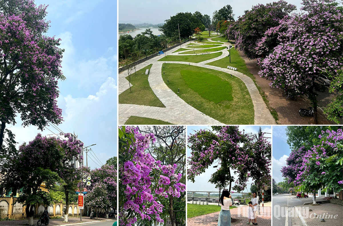 Tuyen Quang city adorned red flamboyant and giant crape-myrtle flowers